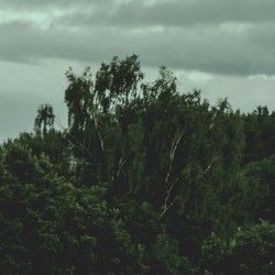 Unusual Swamp
