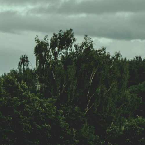 Unusual Swamp