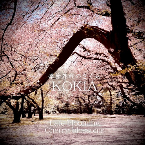 Late blooming Cherry blossoms