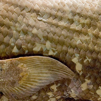 Coelacanth