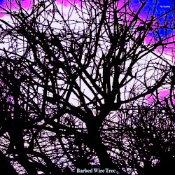 Barbed Wire Tree