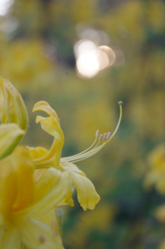 Vivid Silence