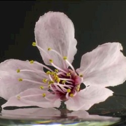 Broken Flowers