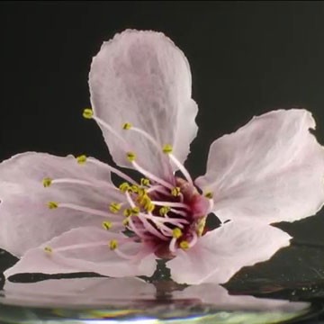 Broken Flowers