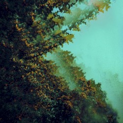 Caterpillars of Creation