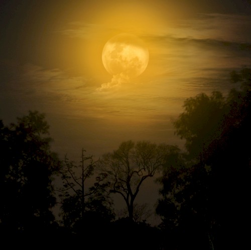 Moonlit Thoughts
