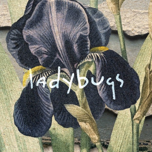 Ladybugs