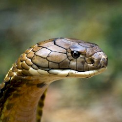 Slither