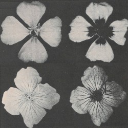 Kaleidoscopes