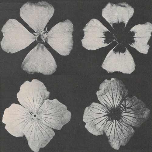 Kaleidoscopes
