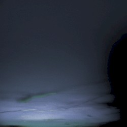 Black Bird