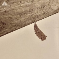 Take Your Wings