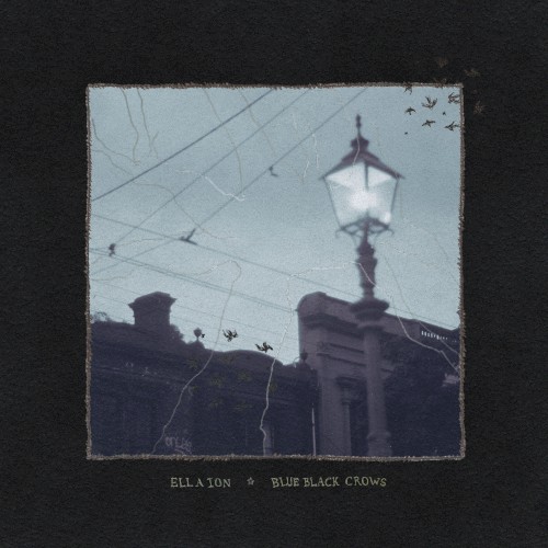 Blue Black Crows