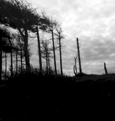 the indestructibility of the already felled