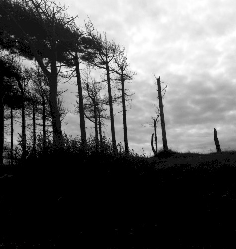 the indestructibility of the already felled