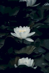 LOTUS