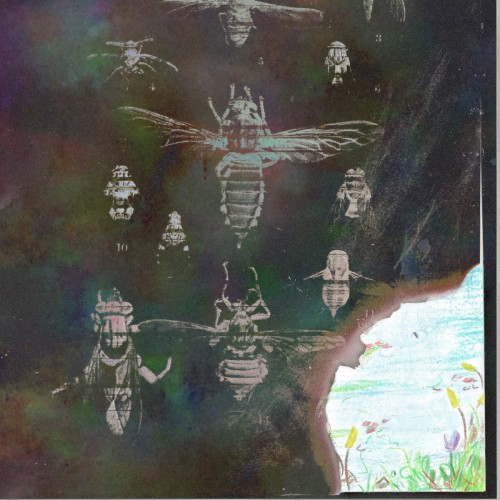 Dragonfly/Firefly