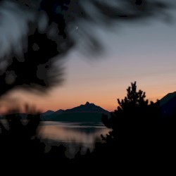 Into the Night