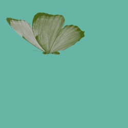 Polyommatinae