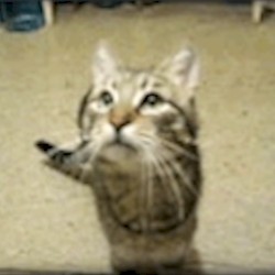 Meowjo Rei