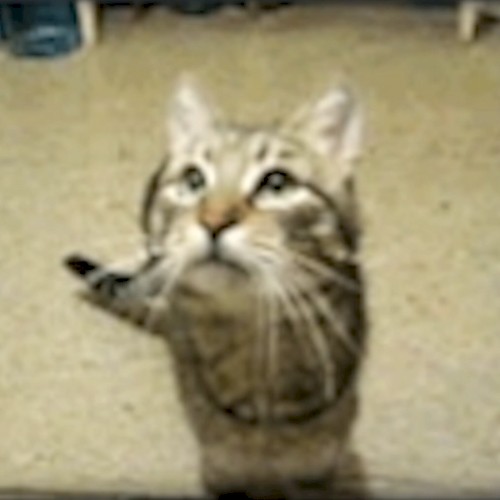 Meowjo Rei