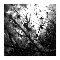 Irradiance
