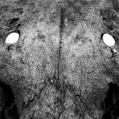 D’entre les morts