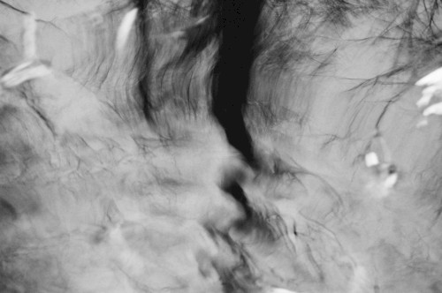 Liquid Forest