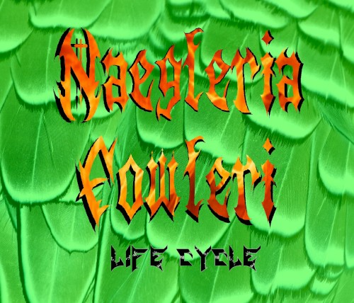 Life Cycle