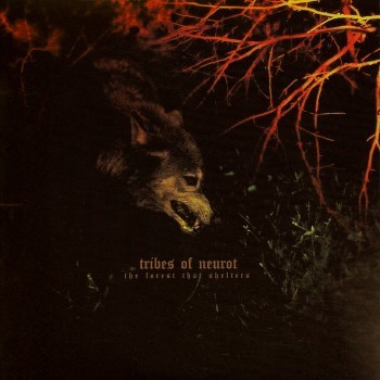 The Forest That Shelters / Filament