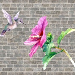 Hummingbird