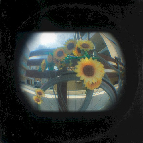 sunflower!