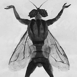 Two Flys