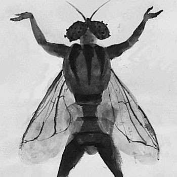 Two Flys