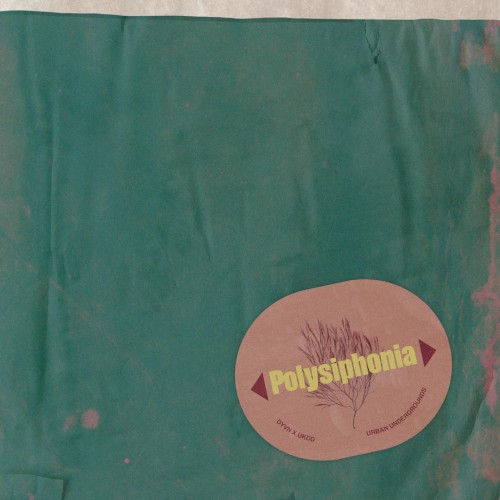 Polysiphonia