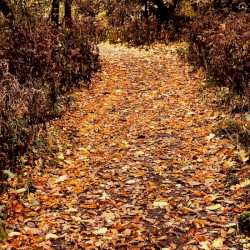 Autumnal Fleecian Spirit