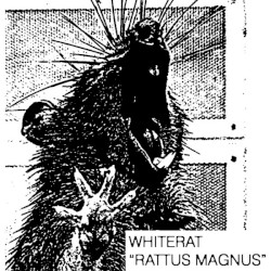 Rattus Magnus