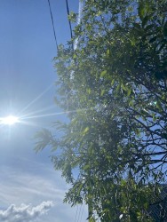 blue summer