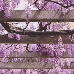 Cherry Blossoms