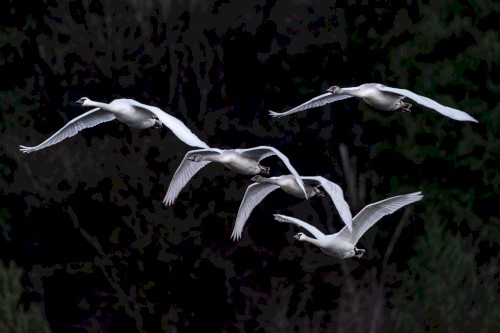 Wings of Flight, Volume 2