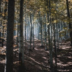 Forest Flow