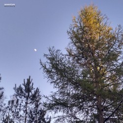 aeonaura