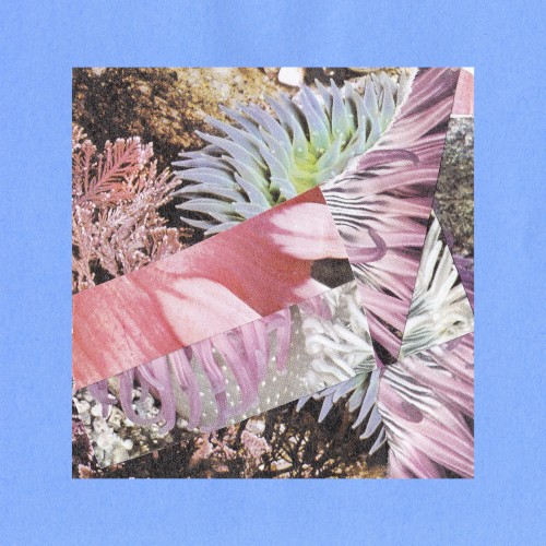 Corals