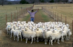 Herding