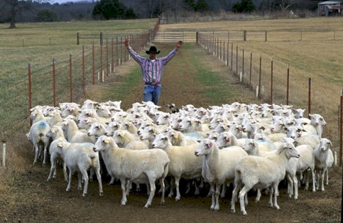 Herding
