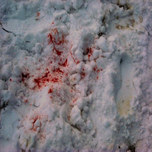 Bleeding Out in a Snow Angel