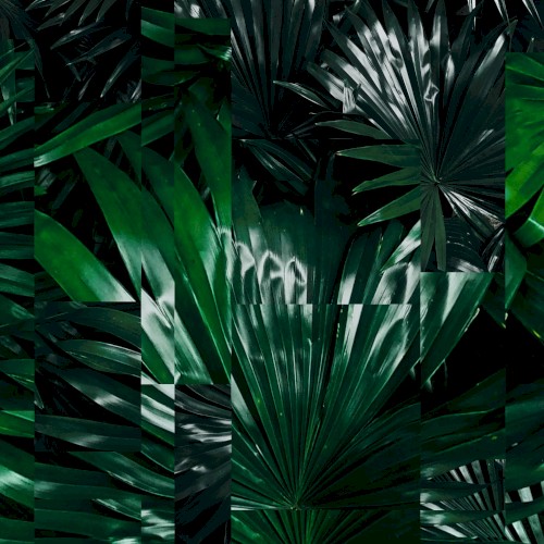 Understory