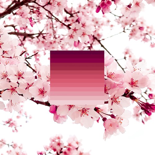 Science (Sakura Variations)