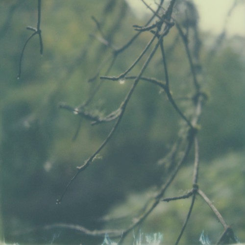 Lignin Poise