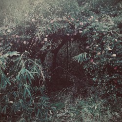 deep forest